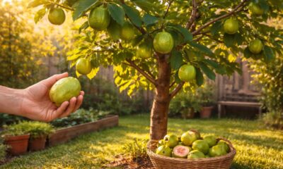 Meu pé de goiaba cresceu devagar e acabou me ensinando sobre paciência