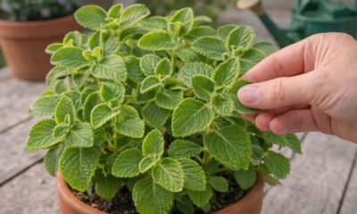 Plantar boldo do jeito certo ajuda a manter folhas sempre aromáticas