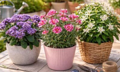 3 flores que unem perfume marcante e resistência perfeita para cultivo em vaso