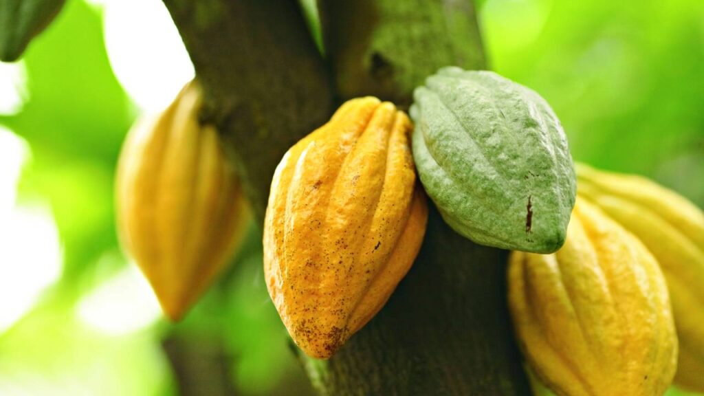 O cacau enxertado ideal para quintais pequenos e que começa a produzir mais cedo