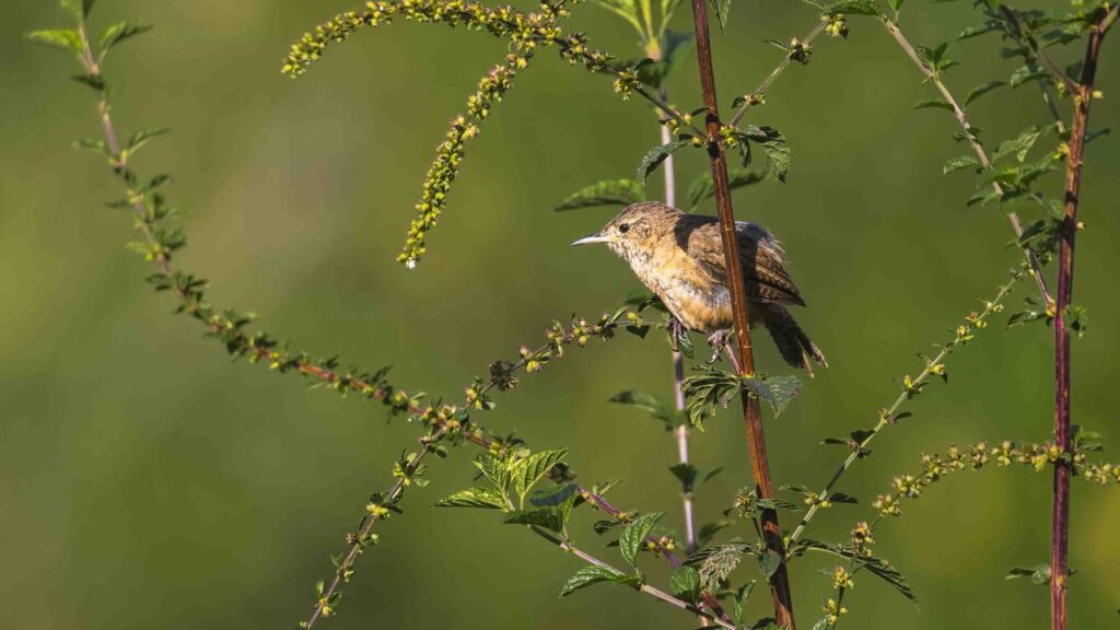 O pássaro que volta sempre ao mesmo lugar para cantar e chama atenção no quintal