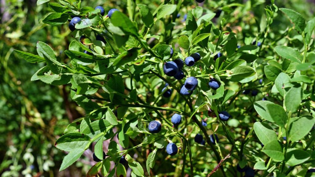 Mirtilo cultivado em vaso pode produzir bem mesmo em espaços pequenos