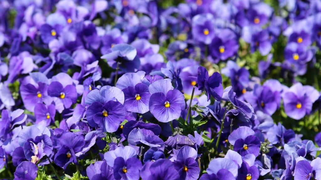 O amor-perfeito que simboliza lembrança constante e carrega sentimentos duradouros