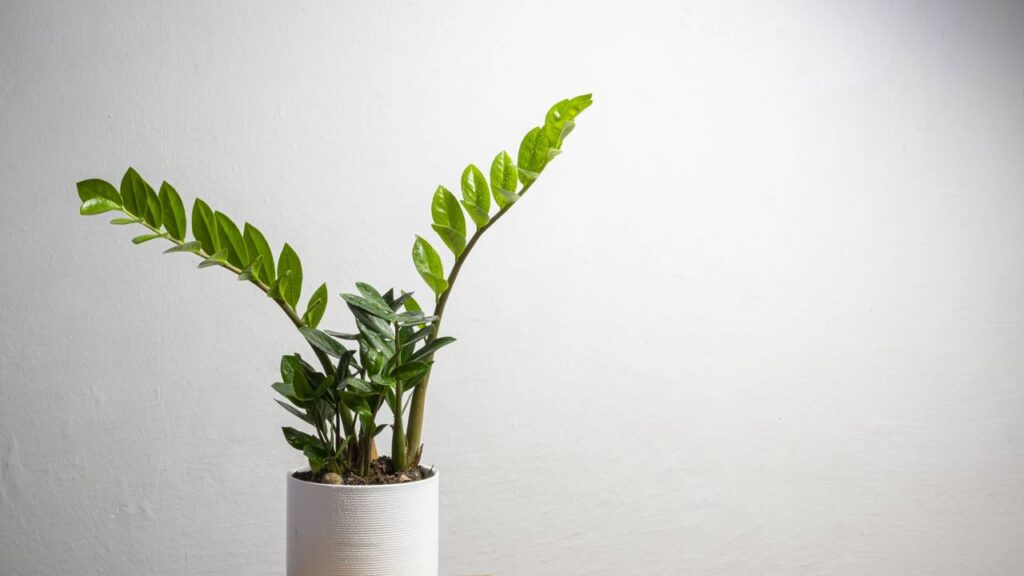 Minha zamioculca cresceu quando eu parei de interferir tanto