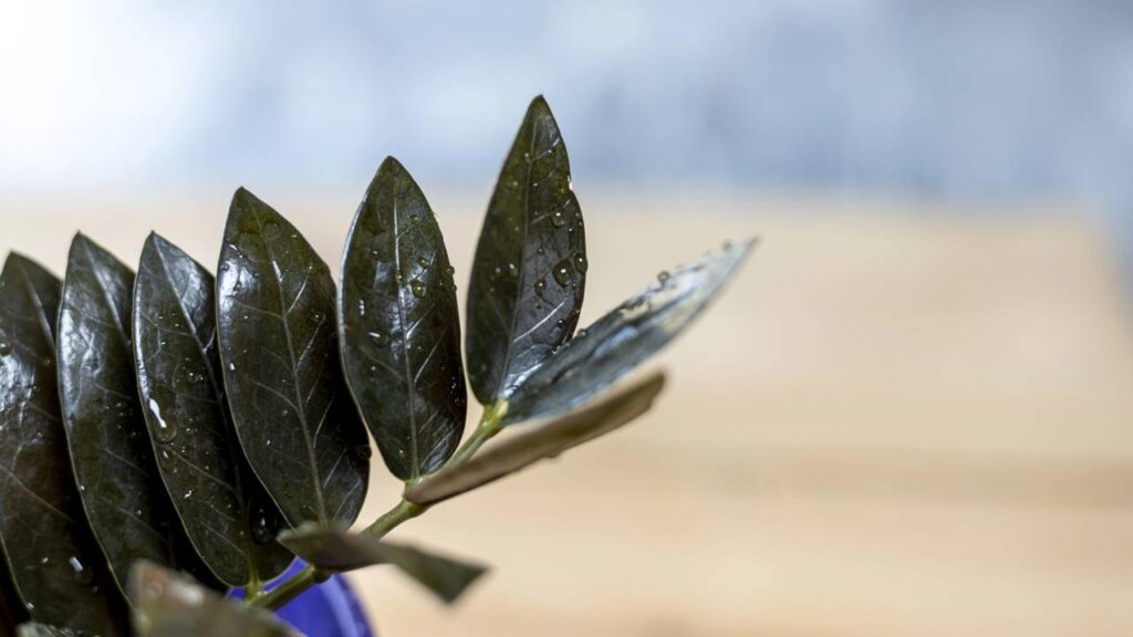 Essa planta virou escolha comum para marcar novas conquistas