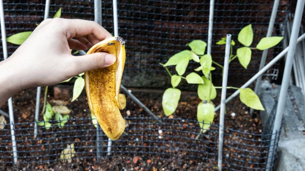 Esse uso da casca de banana ajuda muitas plantas a florescer melhor