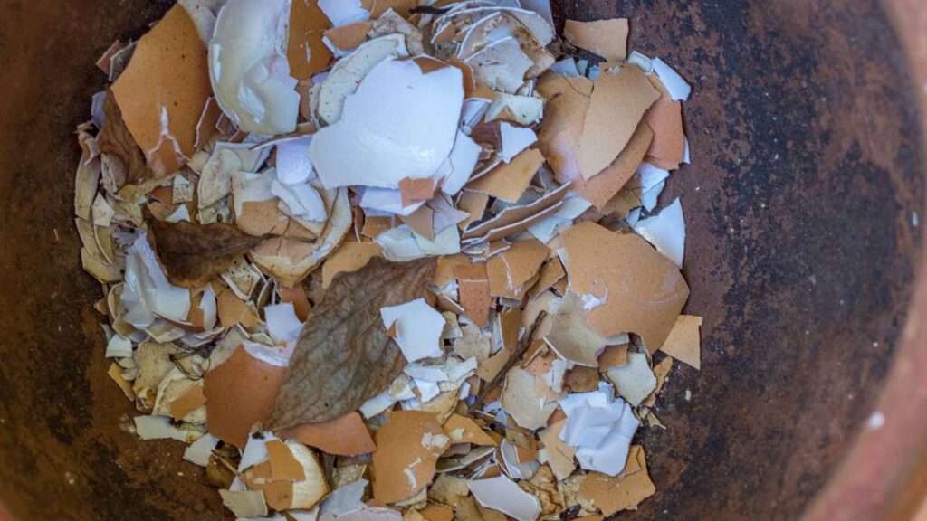 Como criar um adubo com casca de ovo e fortalecer suas plantas gastando quase nada
