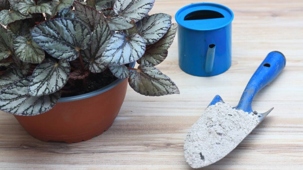 O adubo natural que ajuda folhas queimadas a recuperar o verde intenso