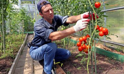 Use esse adubo e a planta começa a encher de frutos muito mais rápido do que o normal
