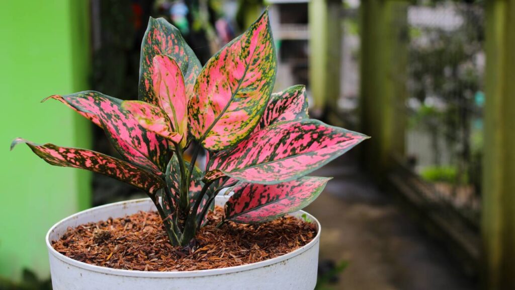 Plantei por acaso essa aglaonema e hoje não imagino minha casa sem ela
