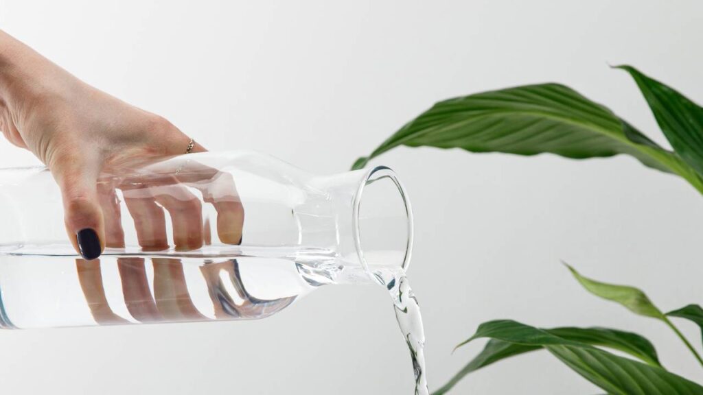 4 sinais de muita água na planta que indicam excesso de rega e podem comprometer o crescimento