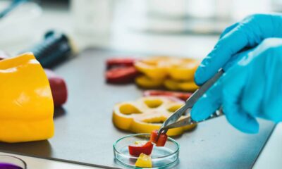 O que são alimentos transgênicos e por que esse assunto divide tantas opiniões nos dias de hoje