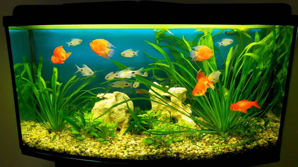 Quanto custa montar aquário hoje no Brasil e o que faz o valor variar