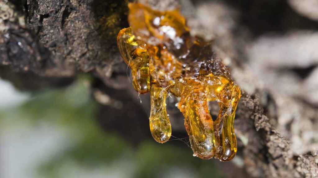 Por que algumas árvores soltam seiva depois de noites bem frias