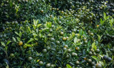 Esse adubo para frutificar faz a planta carregar tanto que muda completamente a produção