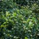 Esse adubo para frutificar faz a planta carregar tanto que muda completamente a produção
