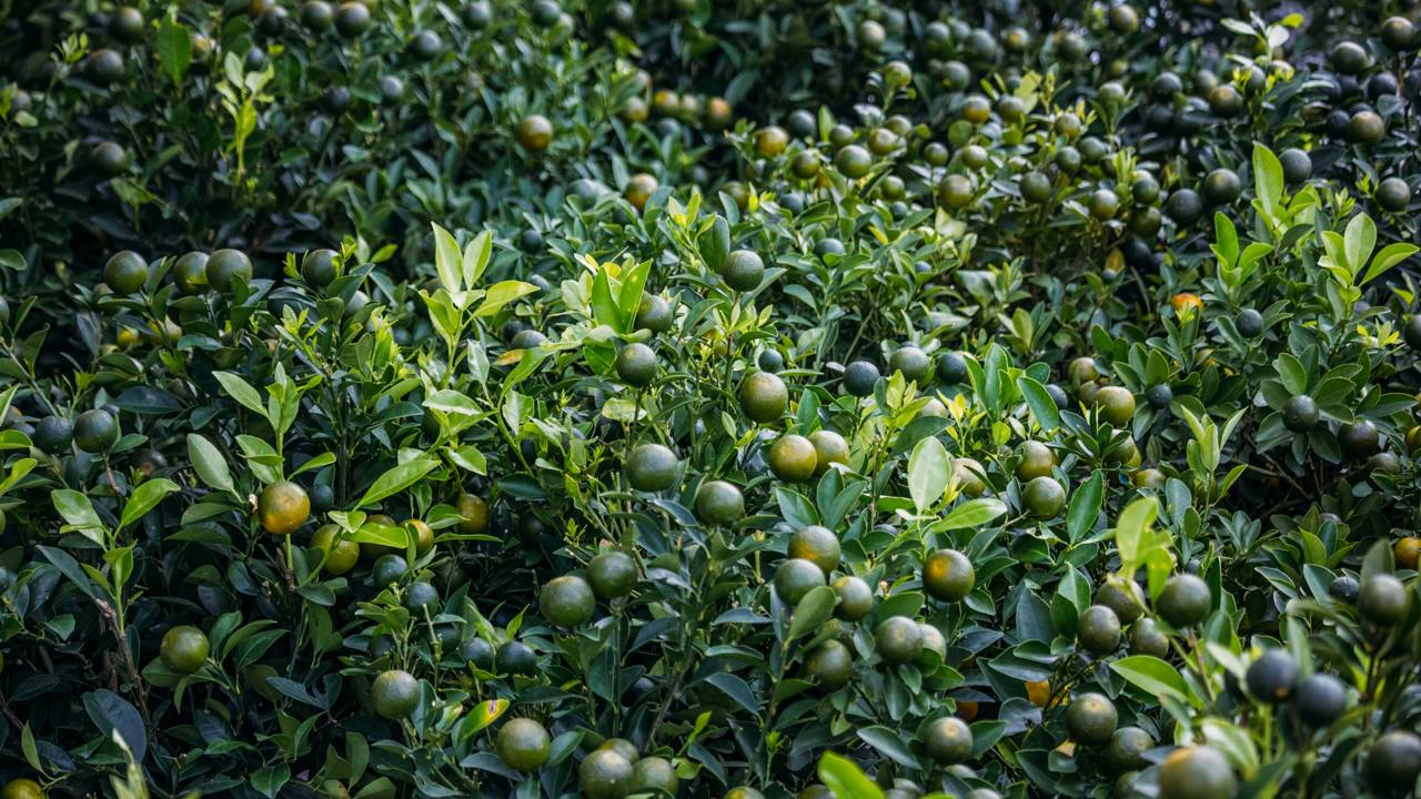 Esse adubo para frutificar faz a planta carregar tanto que muda completamente a produção
