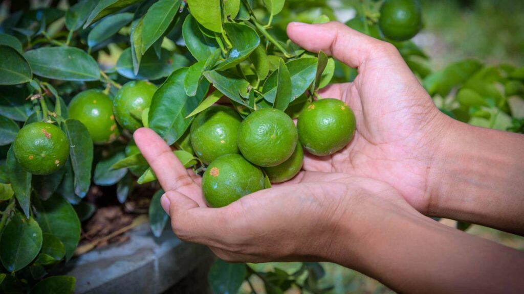 Passo a passo para plantar árvores frutíferas em vaso e ter boas colheitas em pouco espaço