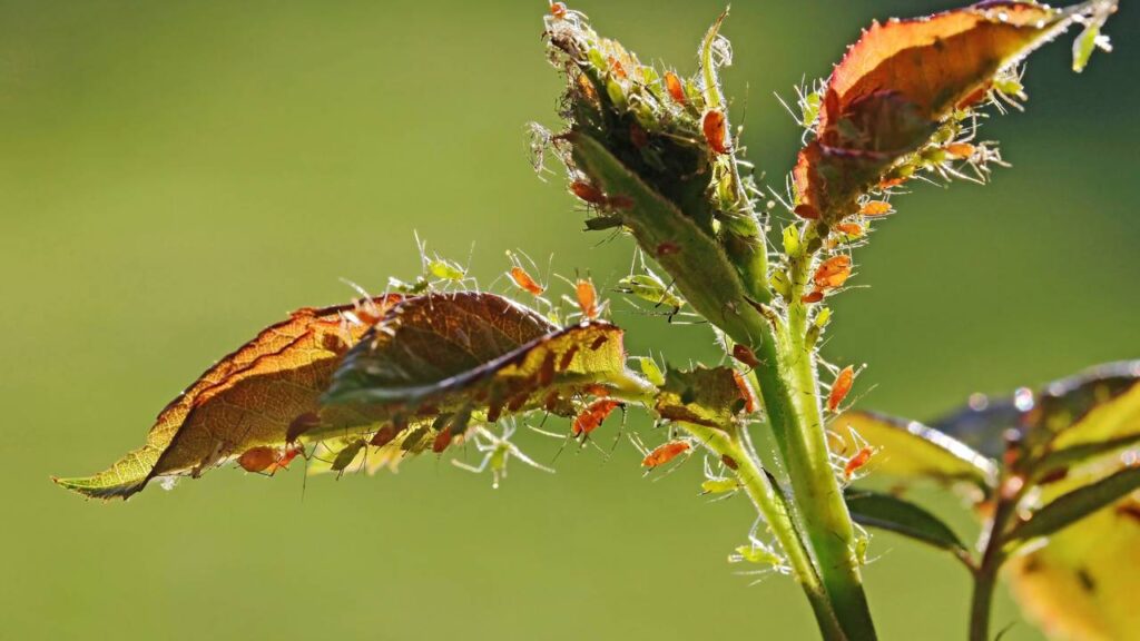 Plantar manjericão em casa fica mais fácil quando você evita pulgões desde o início