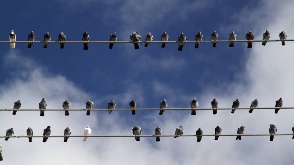 Tem ave que prefere fio elétrico em vez de árvore, e isso chama atenção