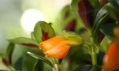 Close-up de flores tubulares alaranjadas da planta columéia-peixinho e folhas verdes com detalhes avermelhados.