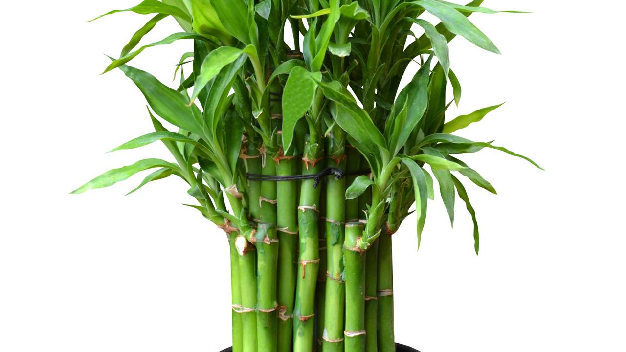 Como cultivar bambu da sorte e entender o que a planta realmente precisa para crescer bem