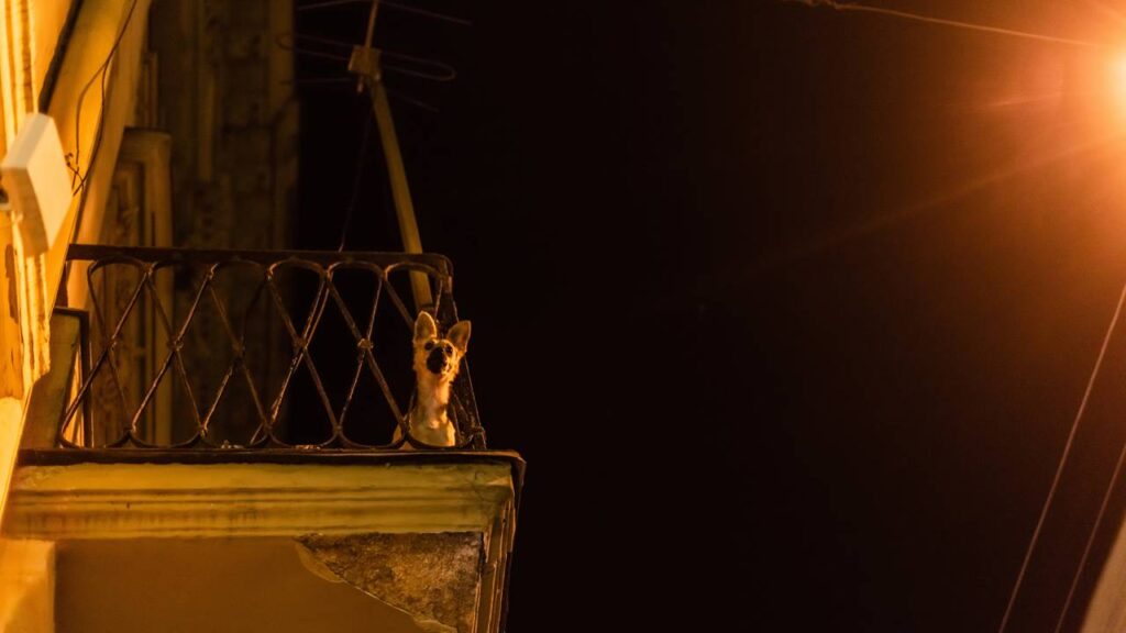 Já reparou que o cachorro começa a latir sem ninguém por perto