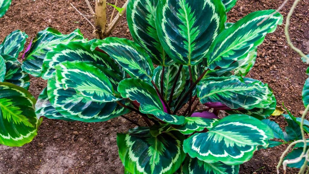 A calathea medallion virou presente símbolo de cuidado emocional