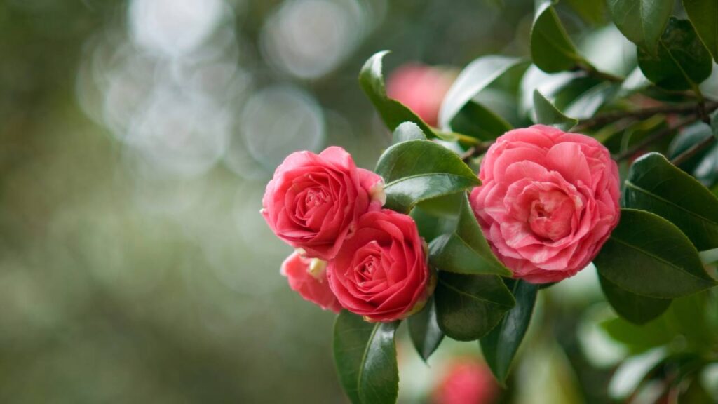 A camélia virou símbolo de admiração profunda e isso tem uma razão delicada
