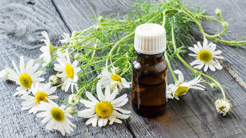 Essa camomila ajuda a manter pragas longe e deixa o jardim mais equilibrado