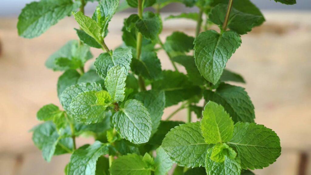 Como cultivar hortelã corretamente em casa, evitar erros comuns e manter a planta sempre saudável