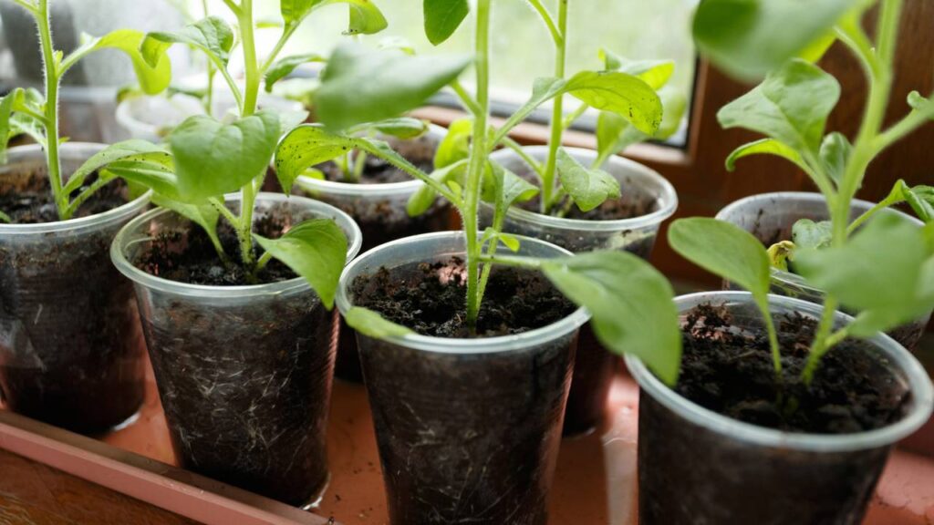 Erros mais comuns no cultivo de plantas em casa e como ajustar para evitar perdas