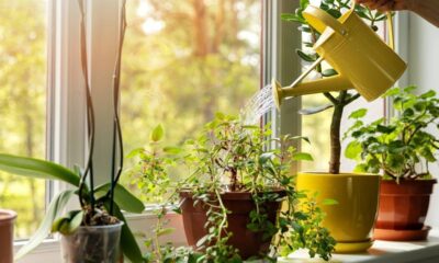 Mão rega plantas em vasos na janela com regador amarelo sob luz do sol.