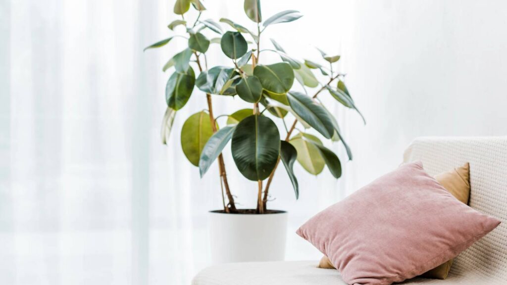Plantas na decoração: como integrar o verde aos ambientes internos com harmonia