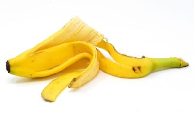 Casca de banana amarela parcialmente aberta e enrolada sobre um fundo branco.