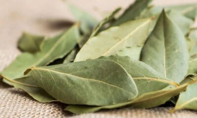 Muitas folhas de louro secas, verdes e amareladas, dispostas sobre um tecido bege.