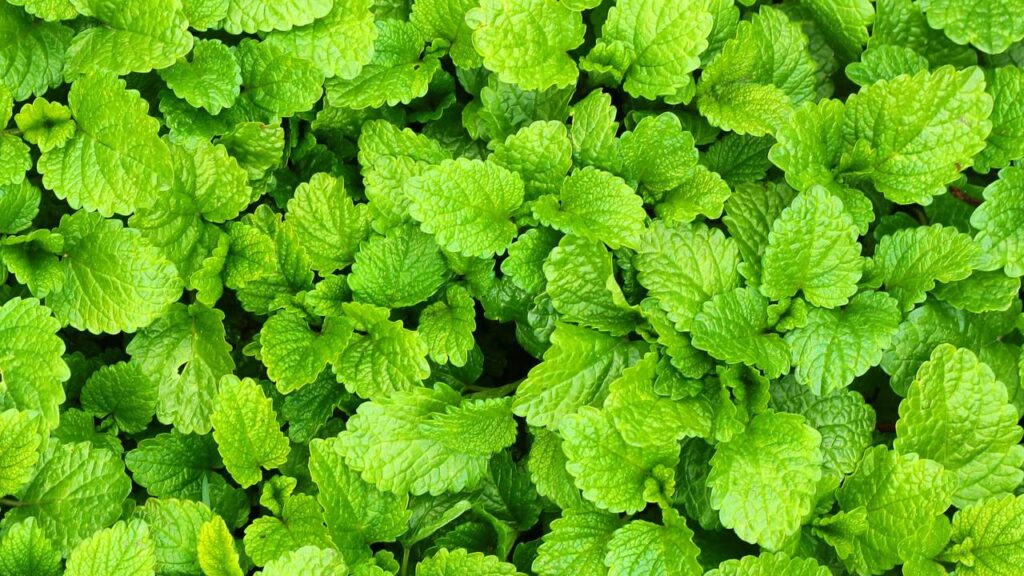 Essa planta aromática ajuda a deixar o ambiente mais agradável