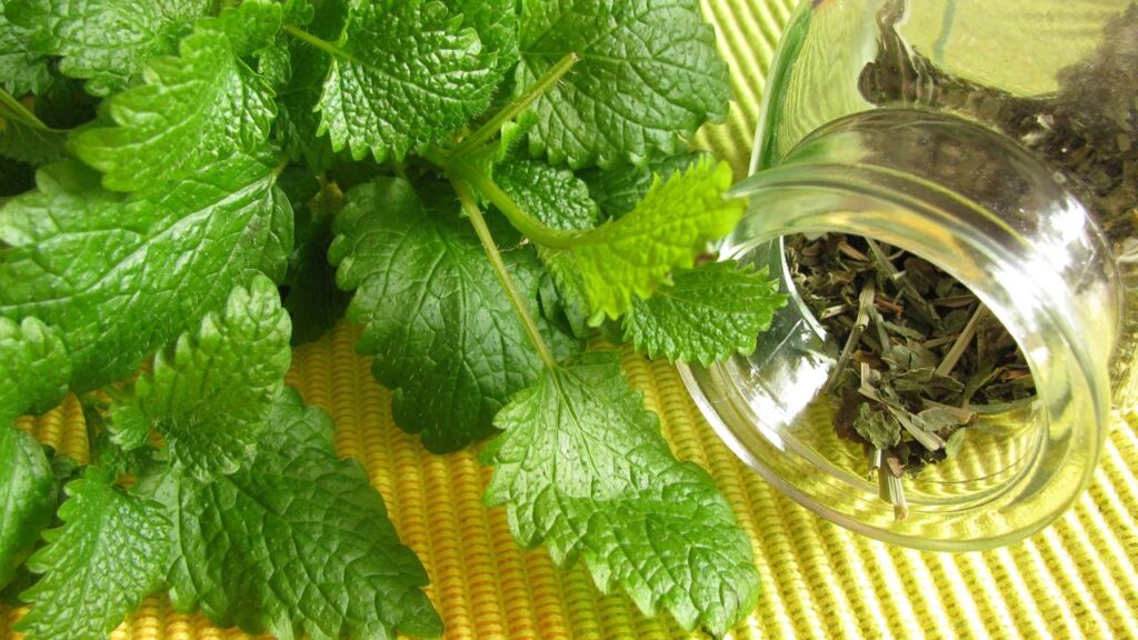 Essa erva aromática ganhou espaço em doces pelo sabor refrescante