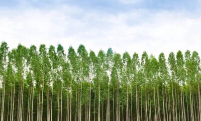 O eucalipto é usado há muito tempo para afastar insetos e refrescar o ambiente