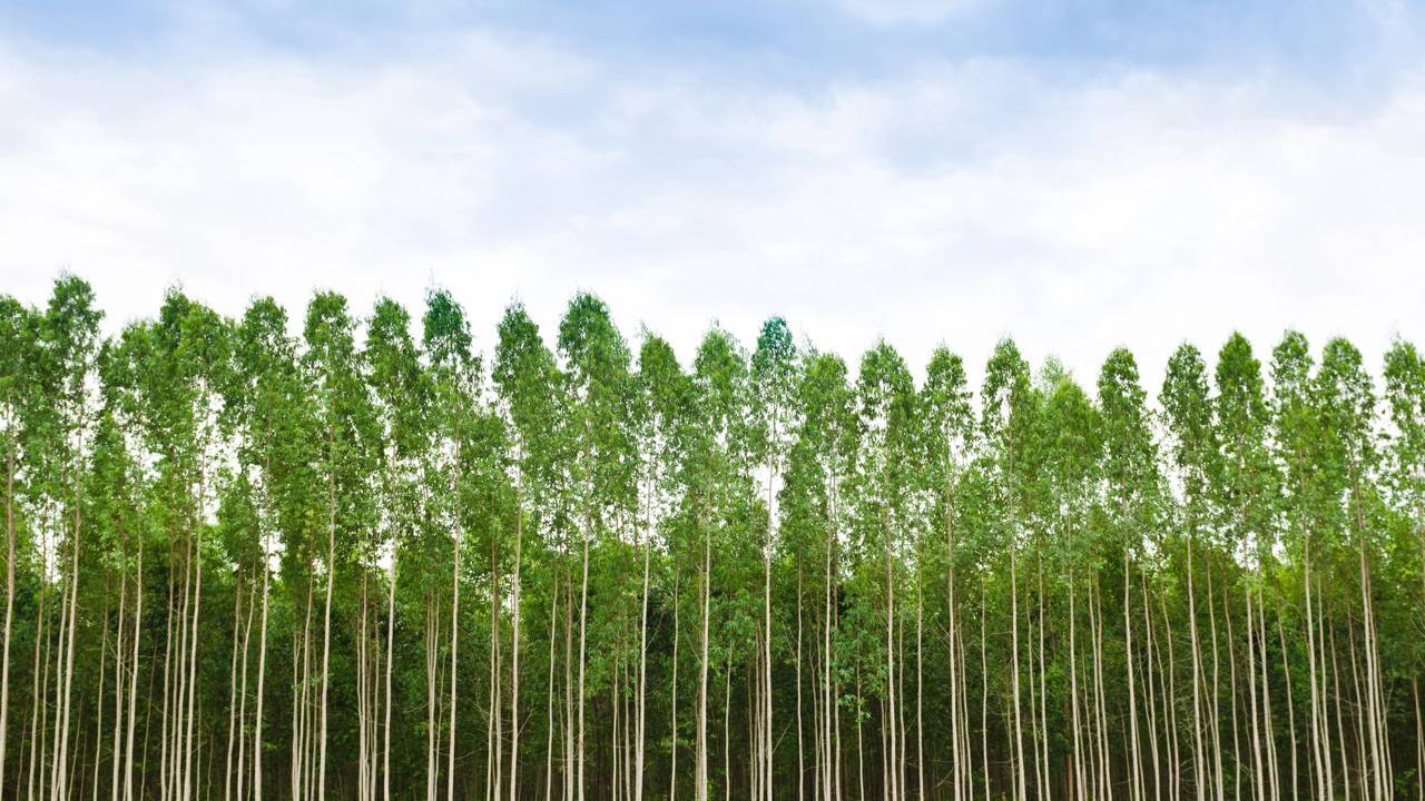 O eucalipto é usado há muito tempo para afastar insetos e refrescar o ambiente