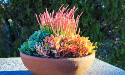 Três plantas que quase não precisam de cuidados e melhoram a decoração da casa