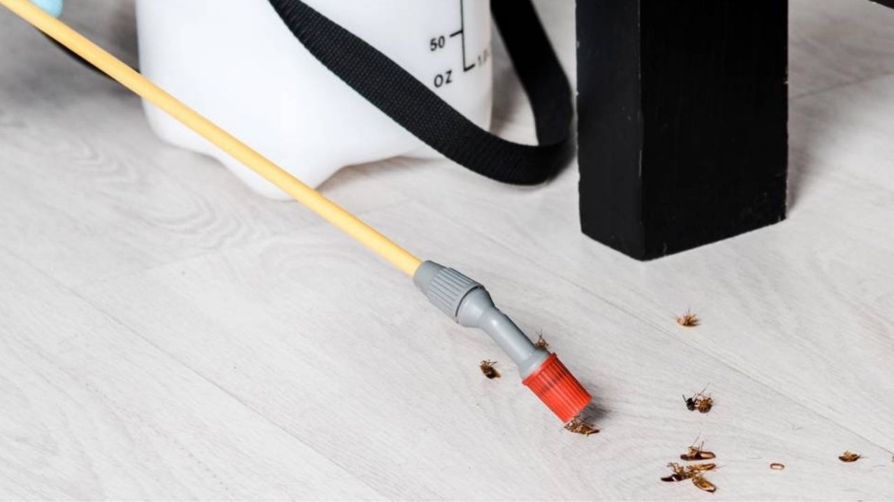 Pulverizador de pragas no chão com baratas mortas e um balde branco.