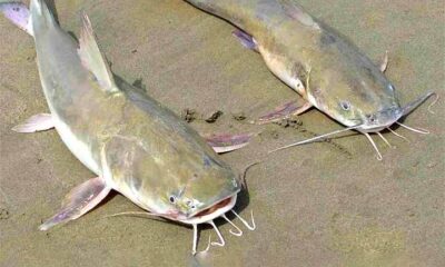 Peixes bagres com ferrão venenoso geram alerta no litoral paulista