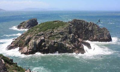 Mamífero mais raro do planeta vive em ilha brasileira
