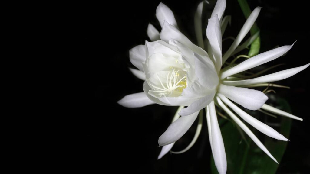 Nem toda flor gosta do sol, algumas preferem a noite