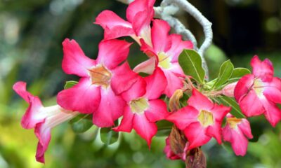 Uma colher desse produto deixa as plantas cheias de flores e muda totalmente o visual