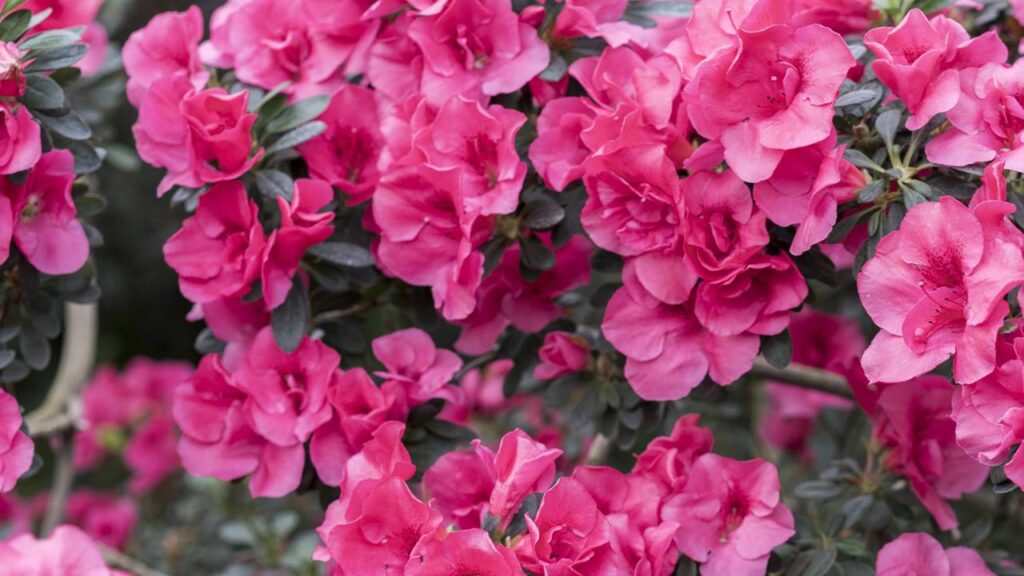 Uma colher desse produto deixa as plantas cheias de flores e muda totalmente o visual