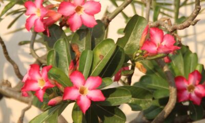 Como fazer mudas da rosa do deserto sem gastar nenhum real e multiplicar suas plantas em casa