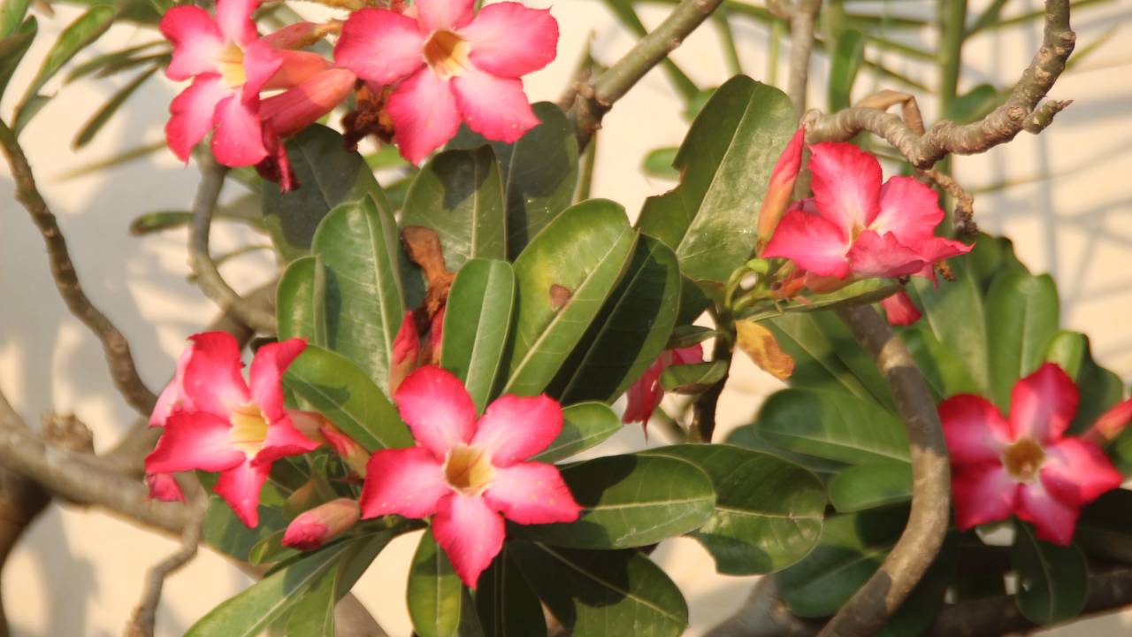Como fazer mudas da rosa do deserto sem gastar nenhum real e multiplicar suas plantas em casa