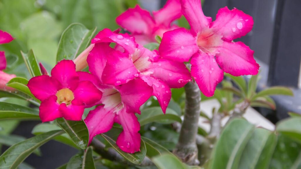 Como fazer mudas da rosa do deserto sem gastar nenhum real e multiplicar suas plantas em casa